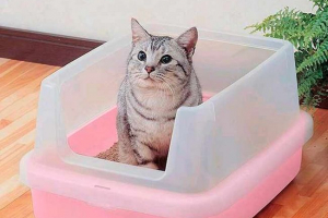 Как да свикнете възрастна котка с табла лесно и бързо?